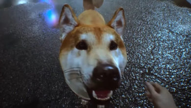 Фото - Видео: Синдзи Миками подтвердил возможность «потискать симпатичного пёсика» в GhostWire: Tokyo