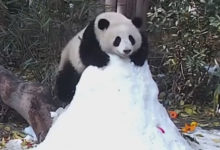 Фото - Вместо покорения снежной вершины панда научилась кататься с горки