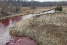 Фото - Вода в ручье стала красной из-за разлившихся чернил