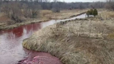 Фото - Вода в ручье стала красной из-за разлившихся чернил