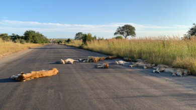 Фото - Воспользовавшись отсутствием туристов, львы позволили себе немного расслабиться