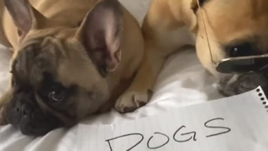 Фото - Забавный видеоролик демонстрирует, как дорого собаки обходятся их владельцам
