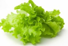 Фото - Зелёный салат с горькими листьями снимает усталость