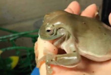Фото - Жадная лягушка приняла палец хозяйки за червяка