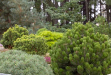 Фото - Живая изгородь из сосны: выбор сорта, посадка и уход