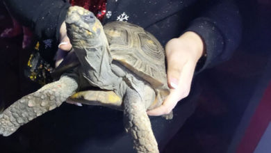 Фото - Злая черепаха, поджегшая собственный дом, была спасена