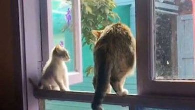 Фото - Злобная кошка выкинула котёнка из окна