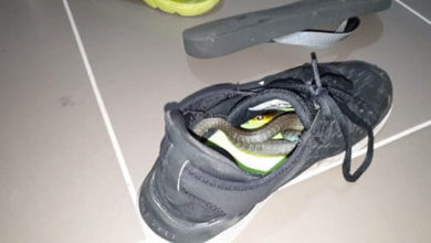 Фото - Змея нашла уютное укрытие в кроссовке