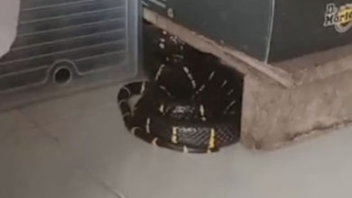 Фото - Змея, проскользнувшая в дом, нашла укрытие среди обувных коробок