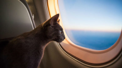 Фото - «Аэрофлот» изменил правила перевозки животных
