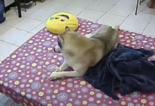 Фото - Игрушка показалась собаке куда более интересной, чем землетрясение