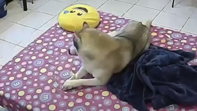 Фото - Игрушка показалась собаке куда более интересной, чем землетрясение