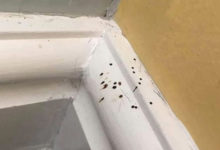 Фото - Испражняющиеся пауки стали причиной появления странных пятен в доме
