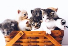 Фото - Из квартиры в Испании выселили владельца и сотню кошек