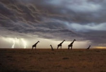 Фото - Как часто по высоким жирафам бьют молнии?