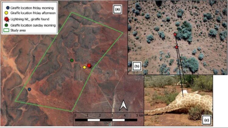 Как часто по высоким жирафам бьют молнии? - Hi-News.ru