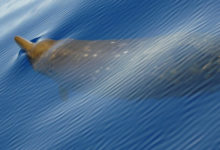 Фото - Клювые киты установили рекорд по погружению в воду