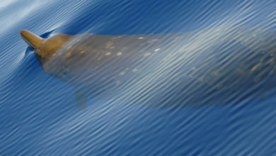 Фото - Клювые киты установили рекорд по погружению в воду