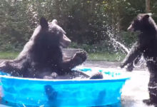 Фото - Медведица приводит детёныша купаться в детском бассейне