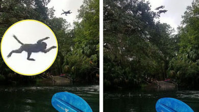 Фото - Обезьяны показали туристам, как они умеют нырять