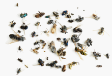 Фото - Объяснено катастрофическое исчезновение насекомых