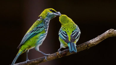 Фото - Птицы во время пандемии стали петь тише и «сексуальнее»