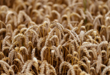 Фото - Россия собрала второй по величине урожай пшеницы в истории