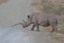 Фото - Самка носорога отрастила слишком длинный и «неправильный» рог