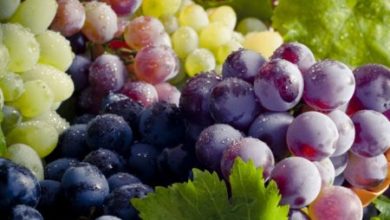 Фото - Серьезнейший удар по организму: как увидеть на винограде следы химикатов