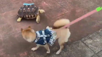 Фото - Собака не пожелала знакомиться с жуткой черепахой
