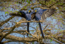 Фото - Учёные подсчитали эффективность мер по спасению птиц от вымирания