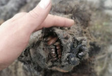 Фото - Учёные СВФУ изучат тушу найденного в Якутии древнего медведя