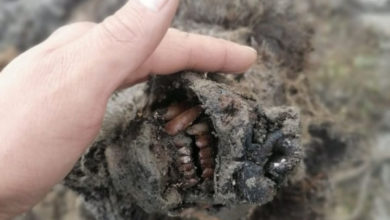 Фото - Учёные СВФУ изучат тушу найденного в Якутии древнего медведя