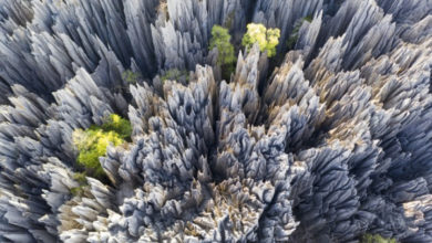 Фото - Учёные выяснили причину появления «каменных лесов»
