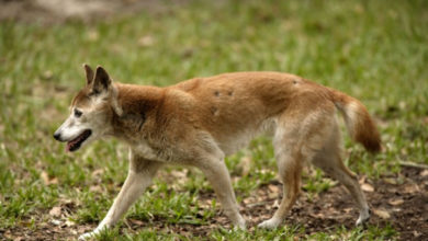 Фото - Учёные заявили, что новогвинейские поющие собаки на самом деле не вымерли