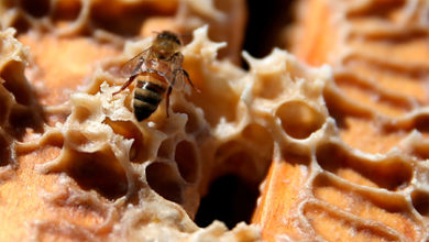 Фото - В пчелах обнаружили эффективное оружие против особо опасного рака