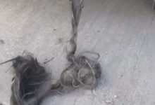 Фото - В выхлопной трубе нашлась целая верёвка из отвратительных «волос»