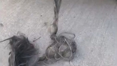 Фото - В выхлопной трубе нашлась целая верёвка из отвратительных «волос»