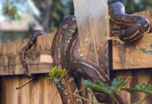 Фото - Ведущая «Голоса» проснулась и обнаружила у себя дома змею