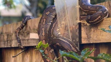 Фото - Ведущая «Голоса» проснулась и обнаружила у себя дома змею