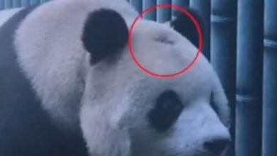 Фото - Ветеринарам пришлось лечить панду, по неизвестной причине начавшую лысеть