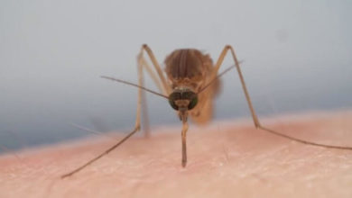 Фото - Зачем комары пьют кровь?