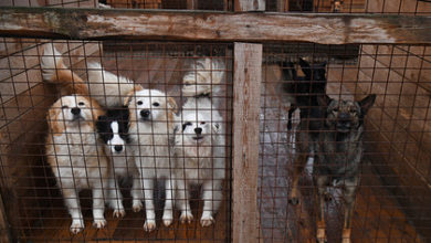 Фото - Жители российского села пожаловались на незаконно гуляющих животных