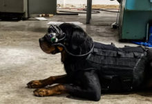 Фото - Армия США начала тестировать очки дополненной реальности для собак