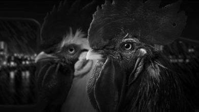 Фото - Детективная новелла Chicken Police о двух пернатых копах выйдет 5 ноября