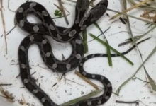Фото - Двухголовая змея отправилась жить в научный центр