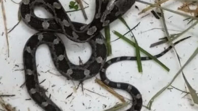 Фото - Двухголовая змея отправилась жить в научный центр