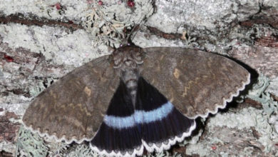 Фото - Экологи нашли в Чернобыле гигантскую бабочку размером с птицу
