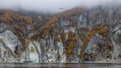 Фото - Экологическая катастрофа: у побережья Камчатки погибло 95% морских обитателей
