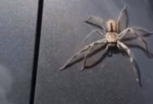 Фото - Героическая сорока спасла автомобилистку от паука
